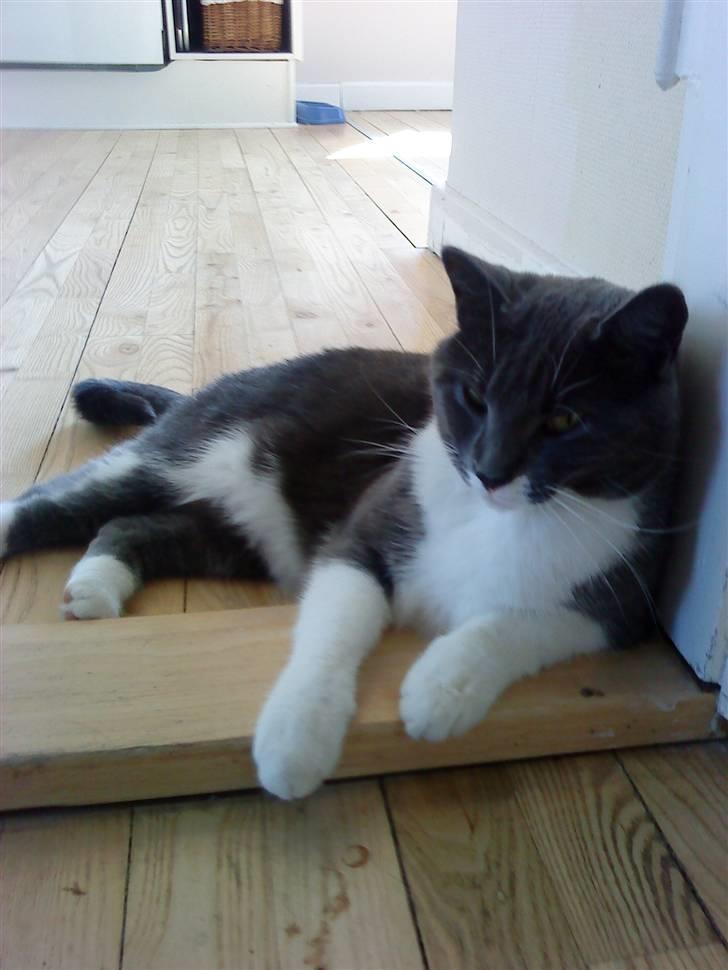 Huskat Lillemis *Rest in peace*  billede 6