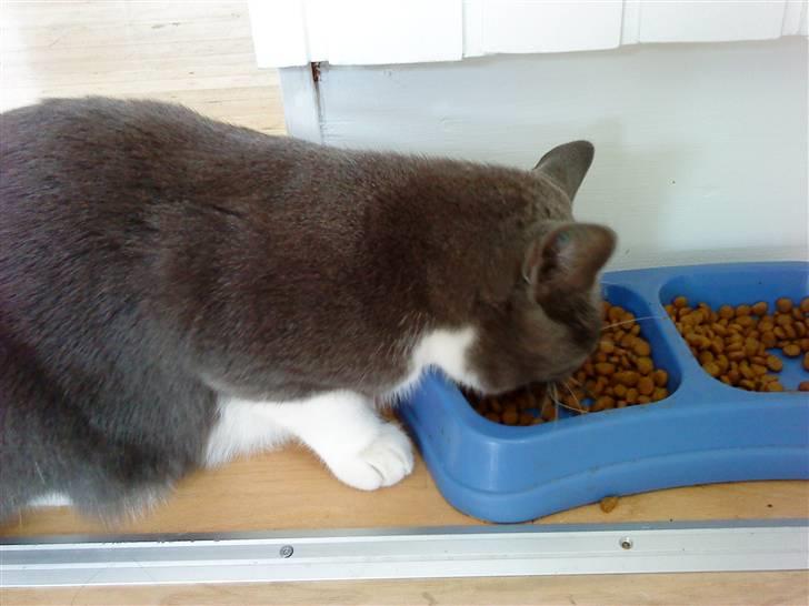 Huskat Lillemis *Rest in peace*  - *Jeg elsker min kat og min kat elsker Whiskas* billede 7