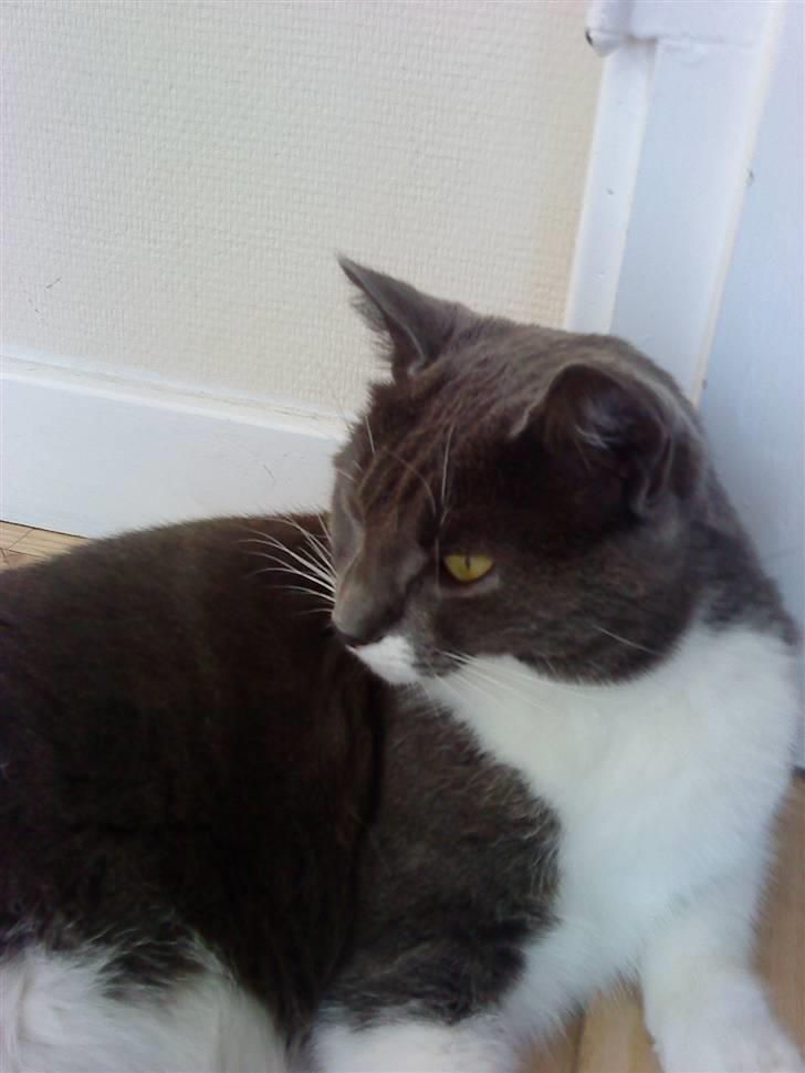 Huskat Lillemis *Rest in peace*  billede 8