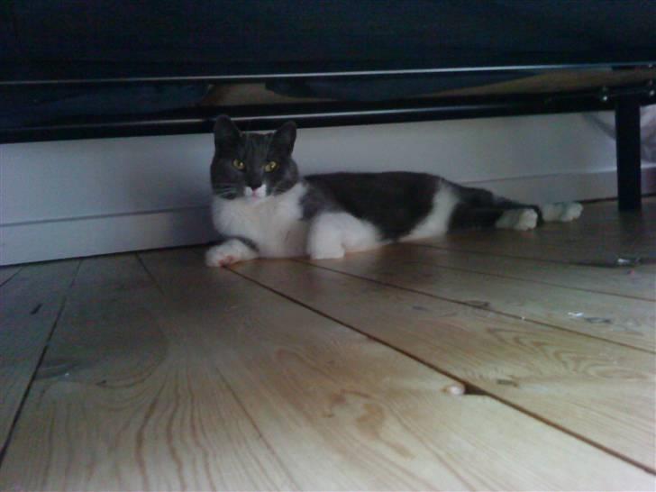 Huskat Lillemis *Rest in peace*  - Lillemis og jeg legede gemmeleg, hun troede lige hun havde fundet et godt sted :P billede 9