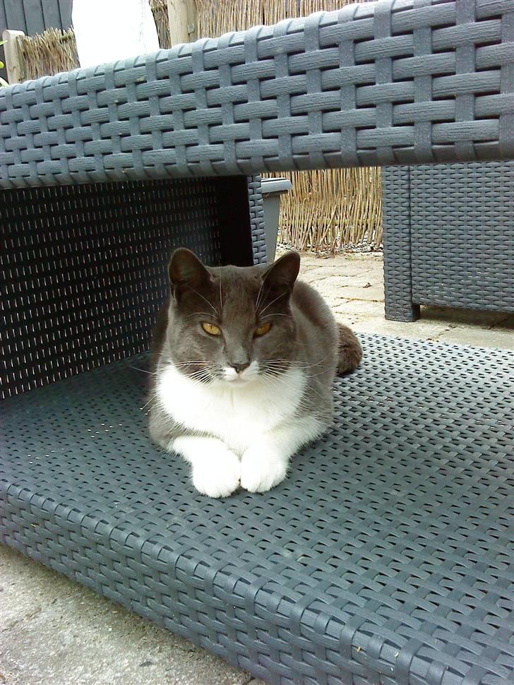 Huskat Lillemis *Rest in peace*  - Hej Lillemis. billede 10