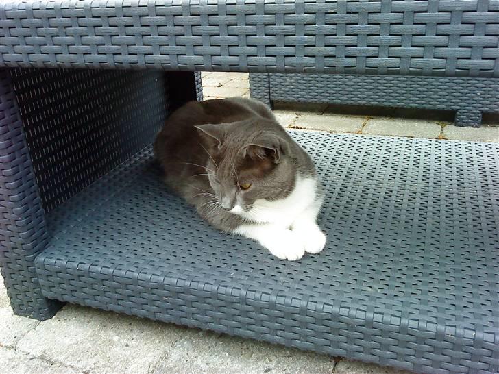 Huskat Lillemis *Rest in peace*  billede 11