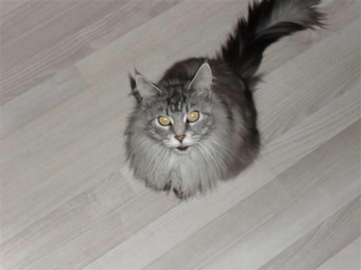Maine Coon Mille billede 10