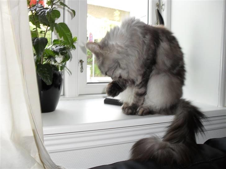 Maine Coon Mille billede 11