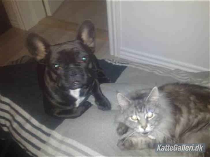 Maine Coon Mille billede 12