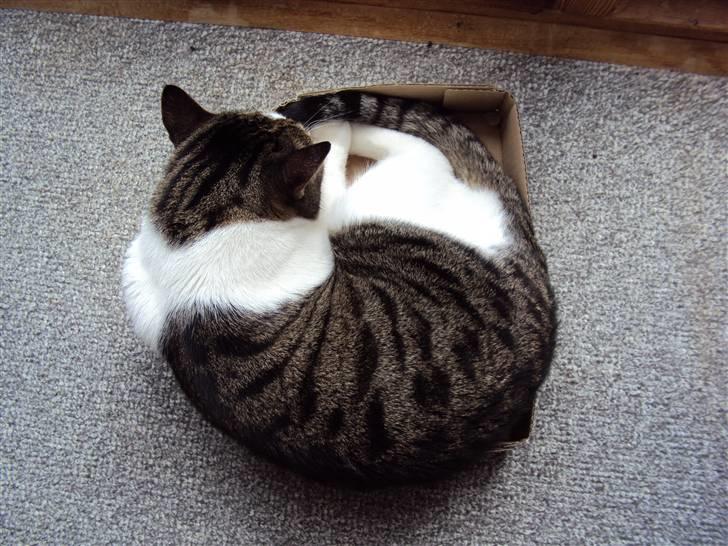 Huskat Speedy - Speedy i kassen (set oppefra). Foto: Karina billede 15