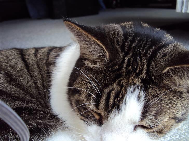 Huskat Speedy - Igen nærbillede. Foto: Karina billede 16