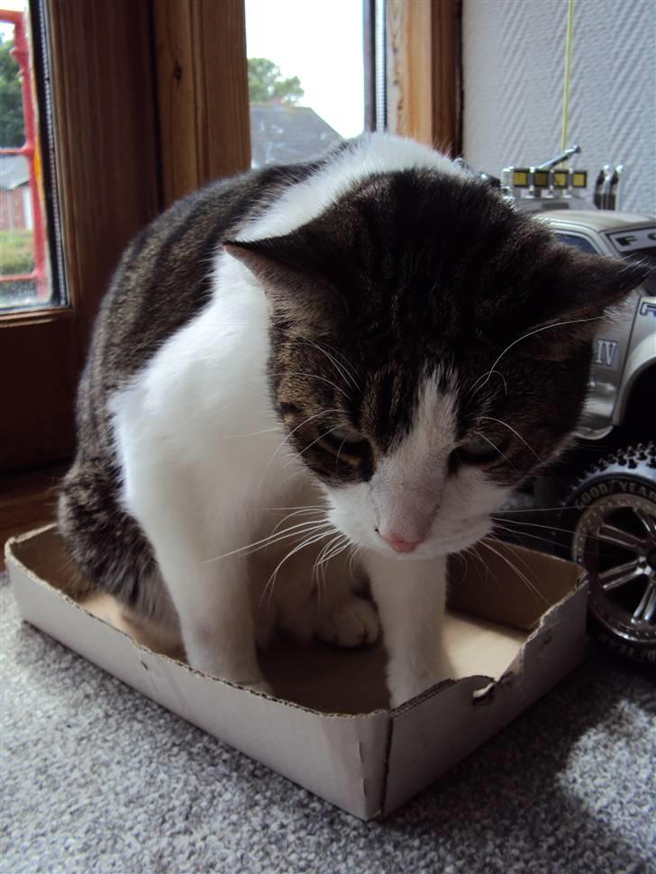 Huskat Speedy - Lige inden Speedy ligger sig i kassen. Han ser træt ud. Foto: Karina billede 17
