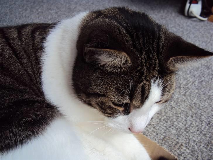 Huskat Speedy - I kassen. Foto: Karina billede 18