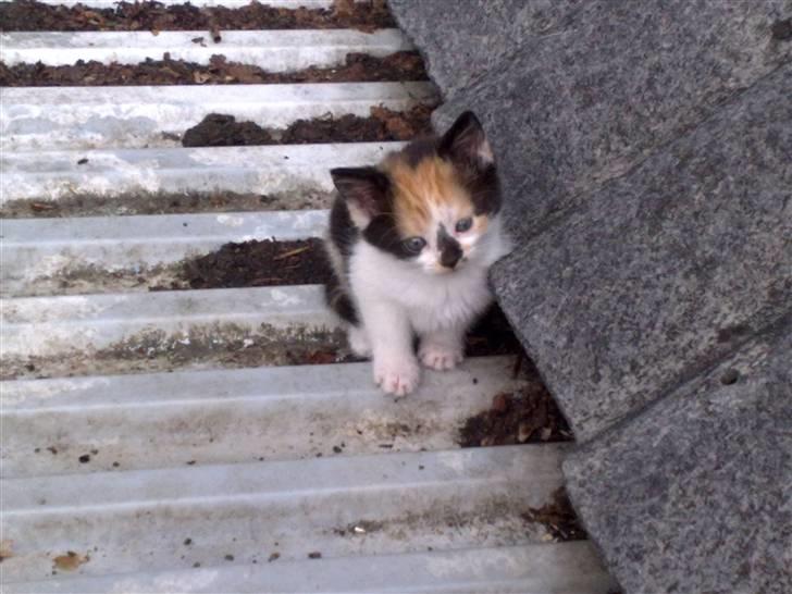 Huskat Puma - Hejsa velkommen til min profil :-) billede 1