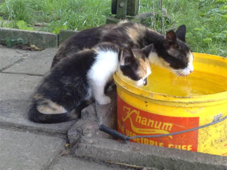 Huskat Puma - Sammen med mor Mille billede 2