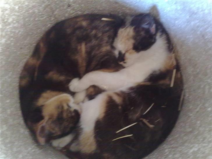 Huskat Puma - det er dejligt at være kat billede 3