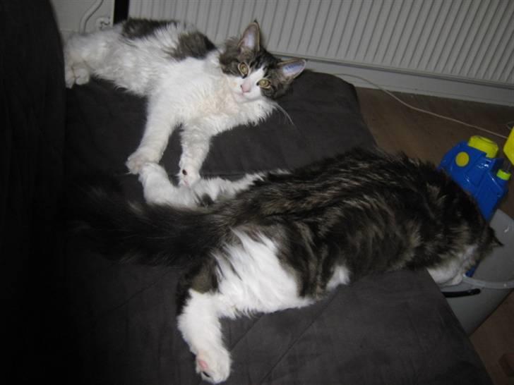 Maine Coon DK Vingsteds Firefly  - hvis jeg ikke vidste bedre skulle man tro de havde tømmermænd :) billede 11