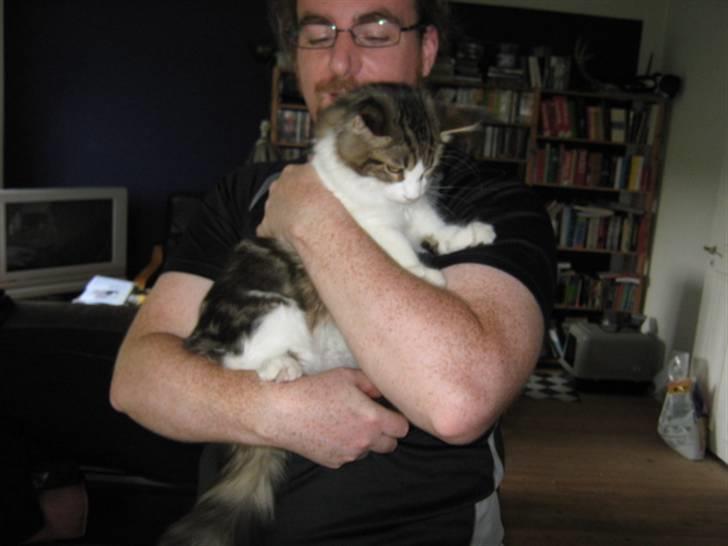 Maine Coon DK Vingsteds DÁngelo billede 10