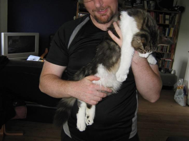 Maine Coon DK Vingsteds DÁngelo billede 11