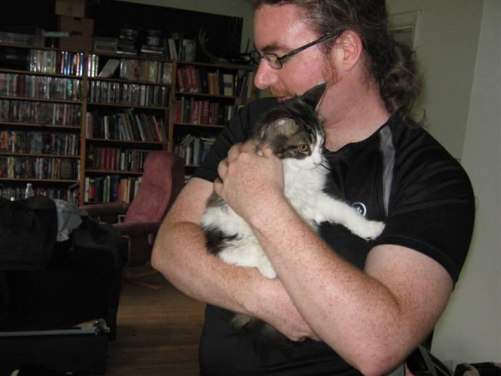 Maine Coon DK Vingsteds Firefly  billede 12