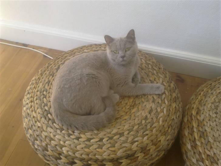 British Shorthair DK Paludans Lucy in the sky billede 7