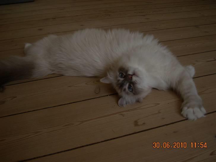 Hellig Birma Bella billede 16