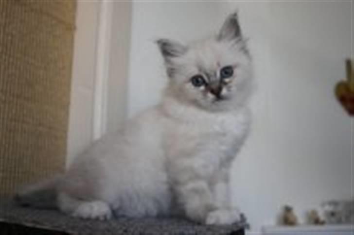 Hellig Birma Bella billede 17