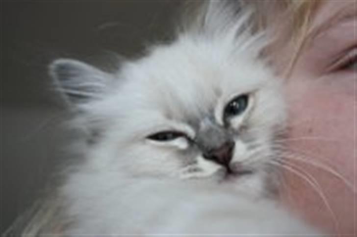 Hellig Birma Bella billede 18