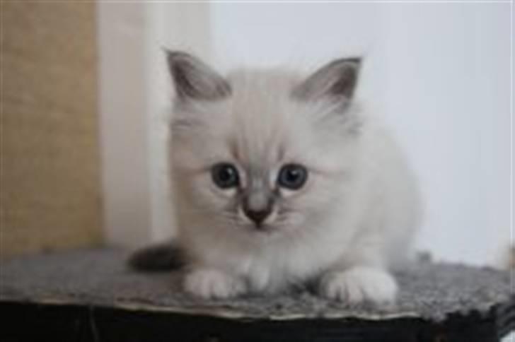 Hellig Birma Bella billede 19