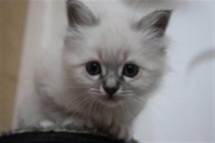 Hellig Birma Bella billede 20