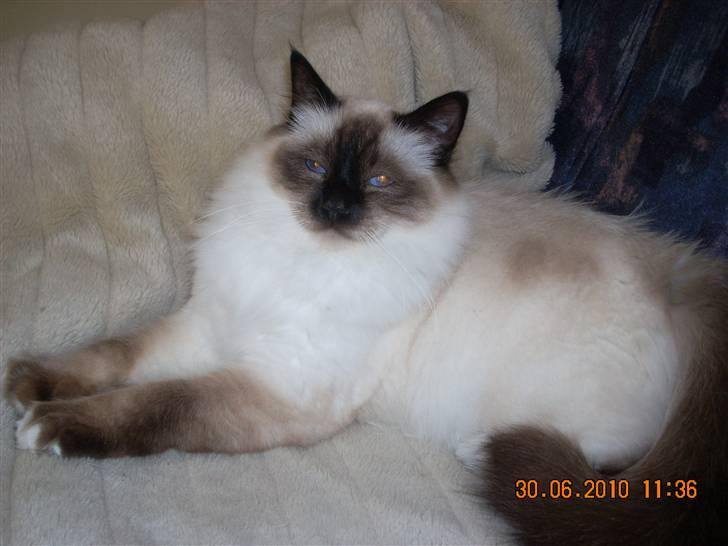 Hellig Birma Charlie billede 6