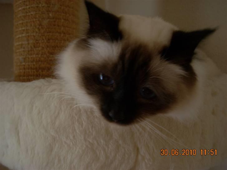 Hellig Birma Charlie billede 8