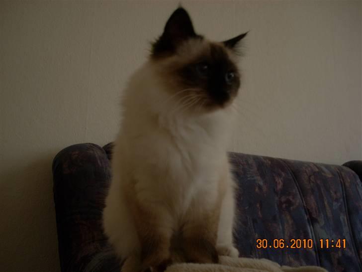 Hellig Birma Charlie billede 9