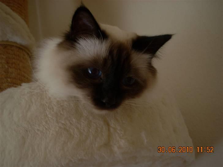 Hellig Birma Charlie billede 10