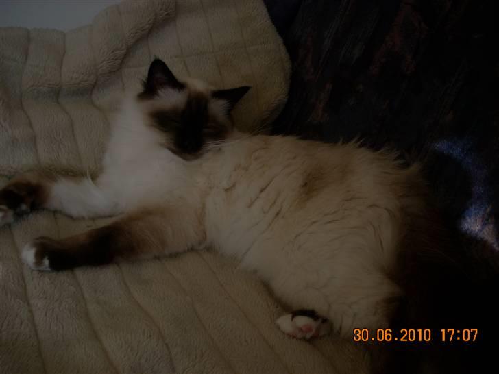 Hellig Birma Charlie billede 11