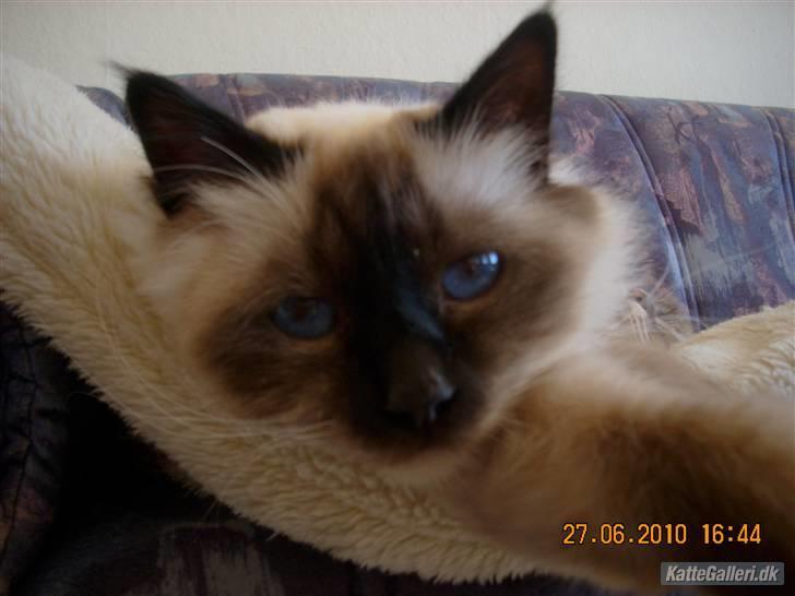 Hellig Birma Charlie billede 12