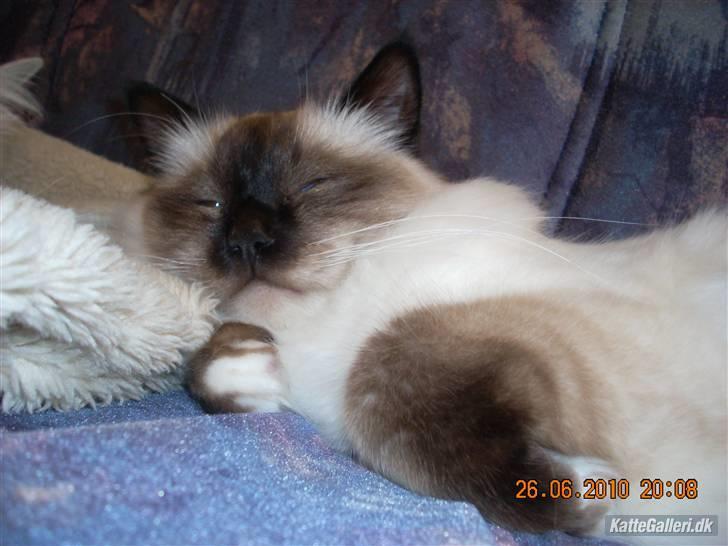 Hellig Birma Charlie billede 13