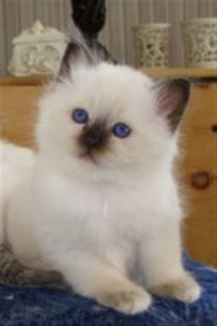 Hellig Birma Charlie - Mig da jeg var lille, ja jeg var da en charmetrold, nu jeg bare ældre, og er stadig en charmetrold :P billede 14