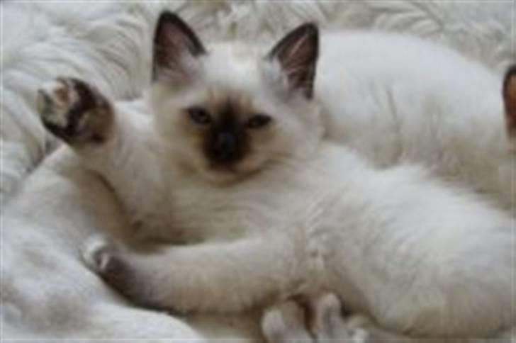 Hellig Birma Charlie - Ingen andre gad putte, ja så må man jo putte med sig selv og se lækker ud :P billede 16