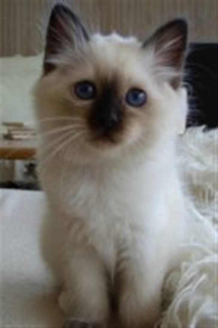 Hellig Birma Charlie - Er jeg ikke bare kær? :P billede 15