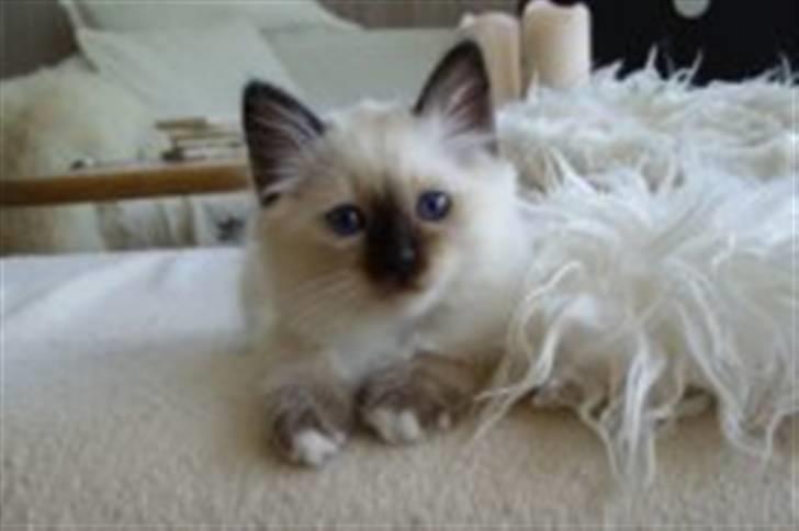 Hellig Birma Charlie - Jeg ligger og putter under et tæppe :D billede 17