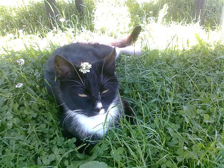 Blanding af racer Misse Mor  billede 1