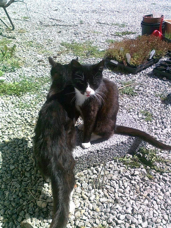 Blanding af racer Misse Mor  billede 2