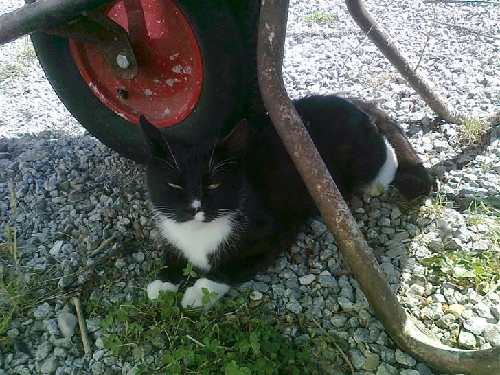 Blanding af racer Misse Mor  billede 3