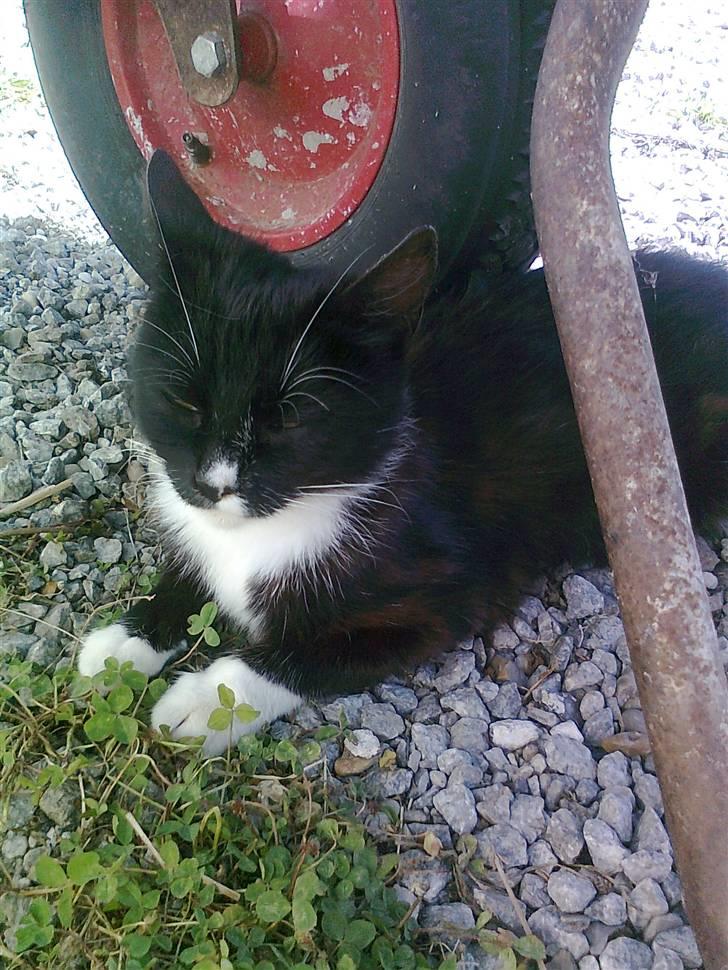 Blanding af racer Misse Mor  billede 4