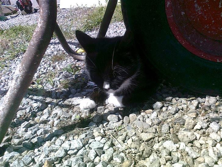 Blanding af racer Misse Mor  billede 5