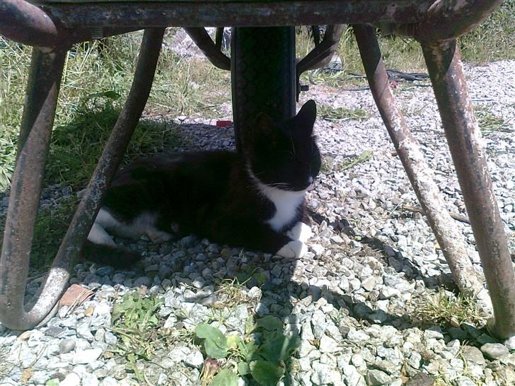 Blanding af racer Misse Mor  billede 6