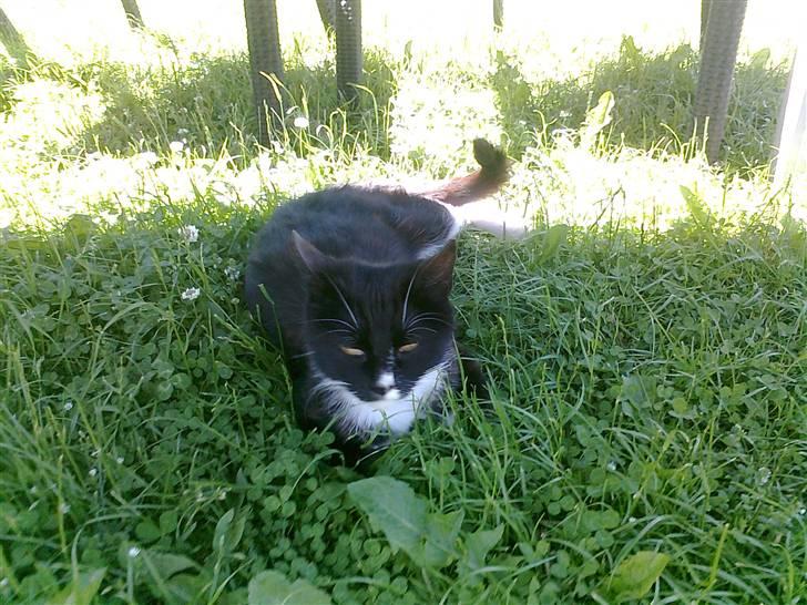 Blanding af racer Misse Mor  billede 7