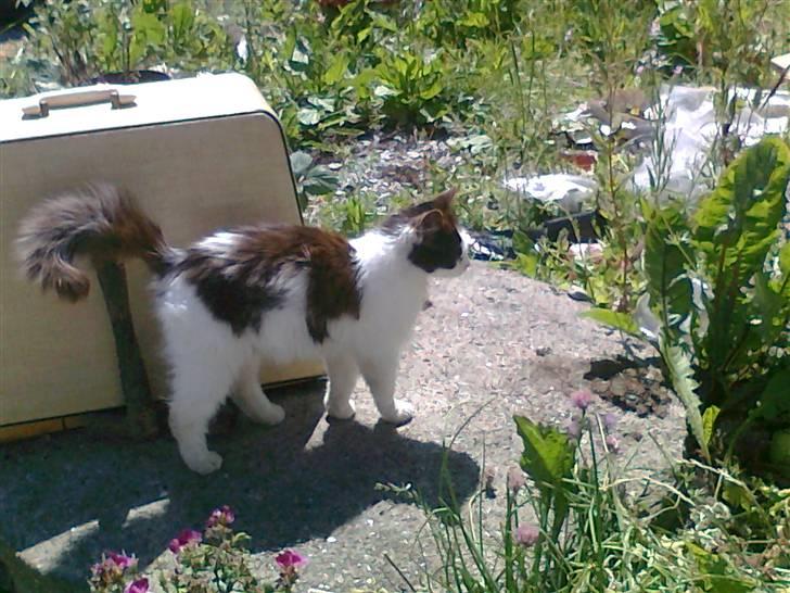 Blanding af racer Stella billede 1