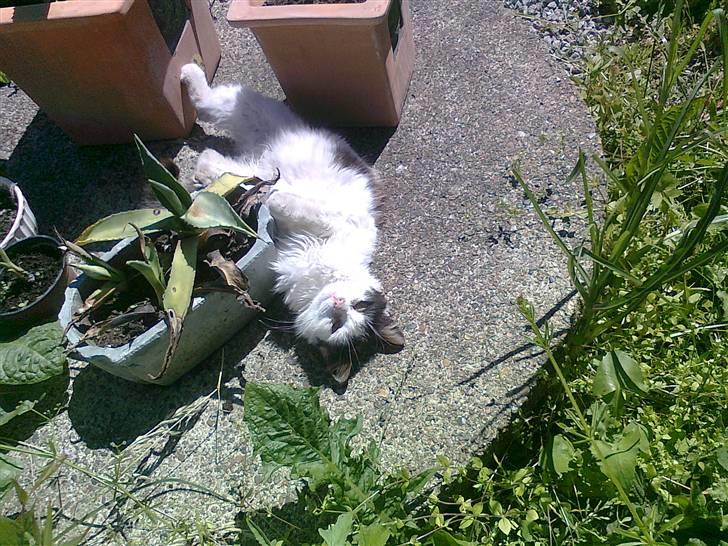 Blanding af racer Stella billede 2