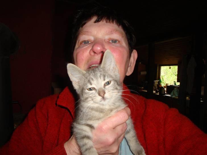 Huskat misse - Ane med misse i en hyggestund billede 1