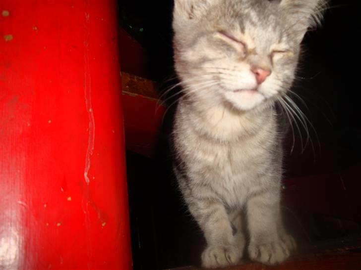 Huskat misse - Misse som ungkat på trappen til hemsen billede 2