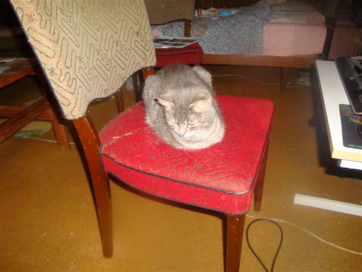 Huskat misse - Misse...en sand livsnyder...mæt...varm....tør...hun lever livet, den Misse...bare dejlig. billede 3