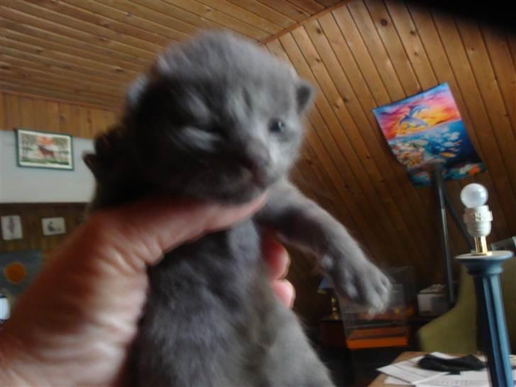 Huskat misse - Misse med sine tre killinger i år billede 4